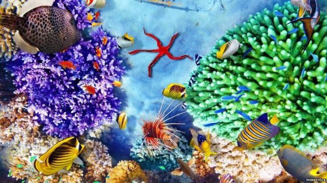 Más que un hermoso arrecife: por qué los corales son tan importantes y cómo salvarlos