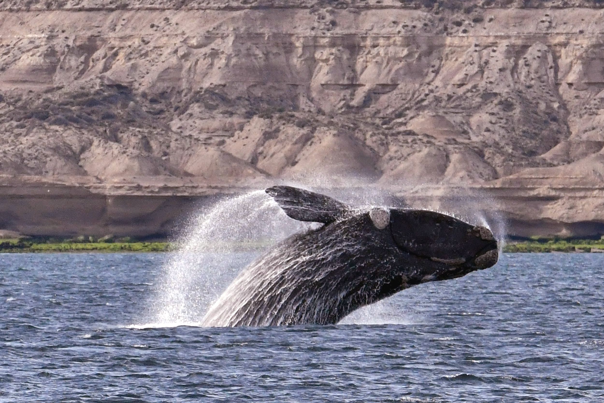 ballena sureña