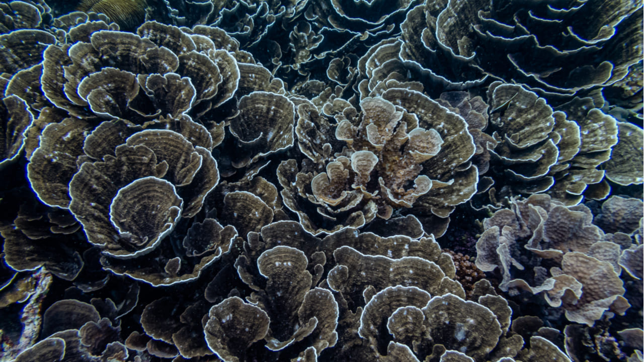 Tasas de crecimiento sorprendentemente rápidas encontradas en corales de aguas profundas